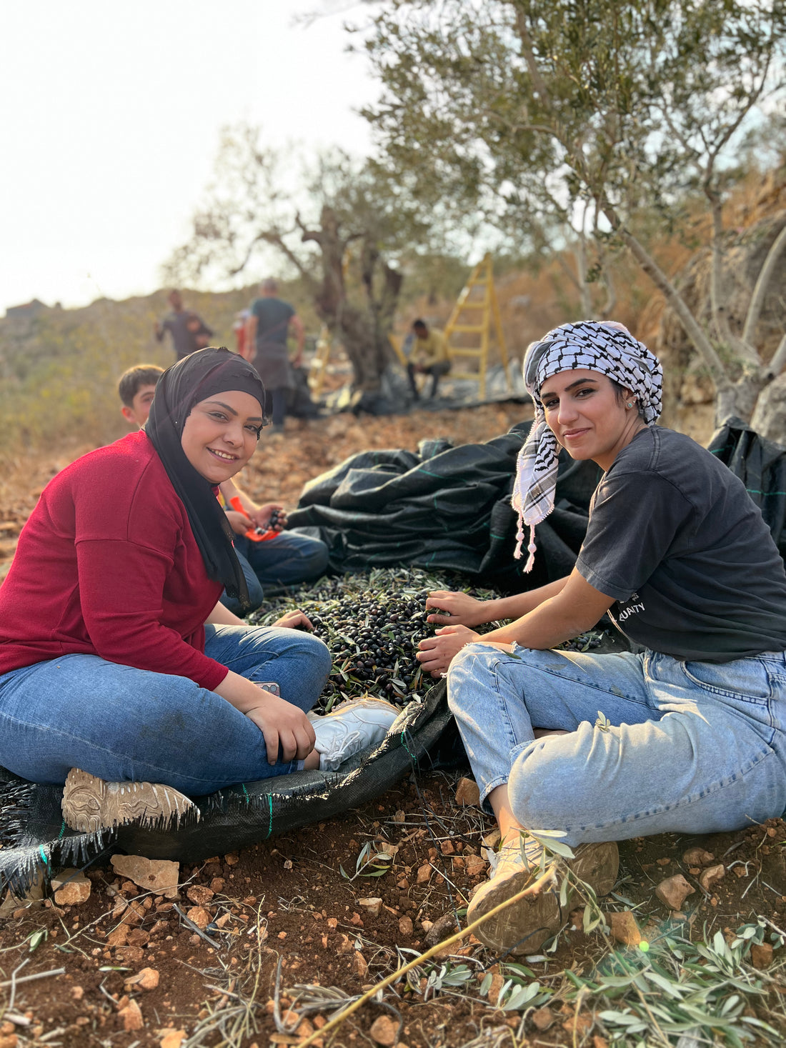 Olivskörd i Palestina med Jord & Frihet