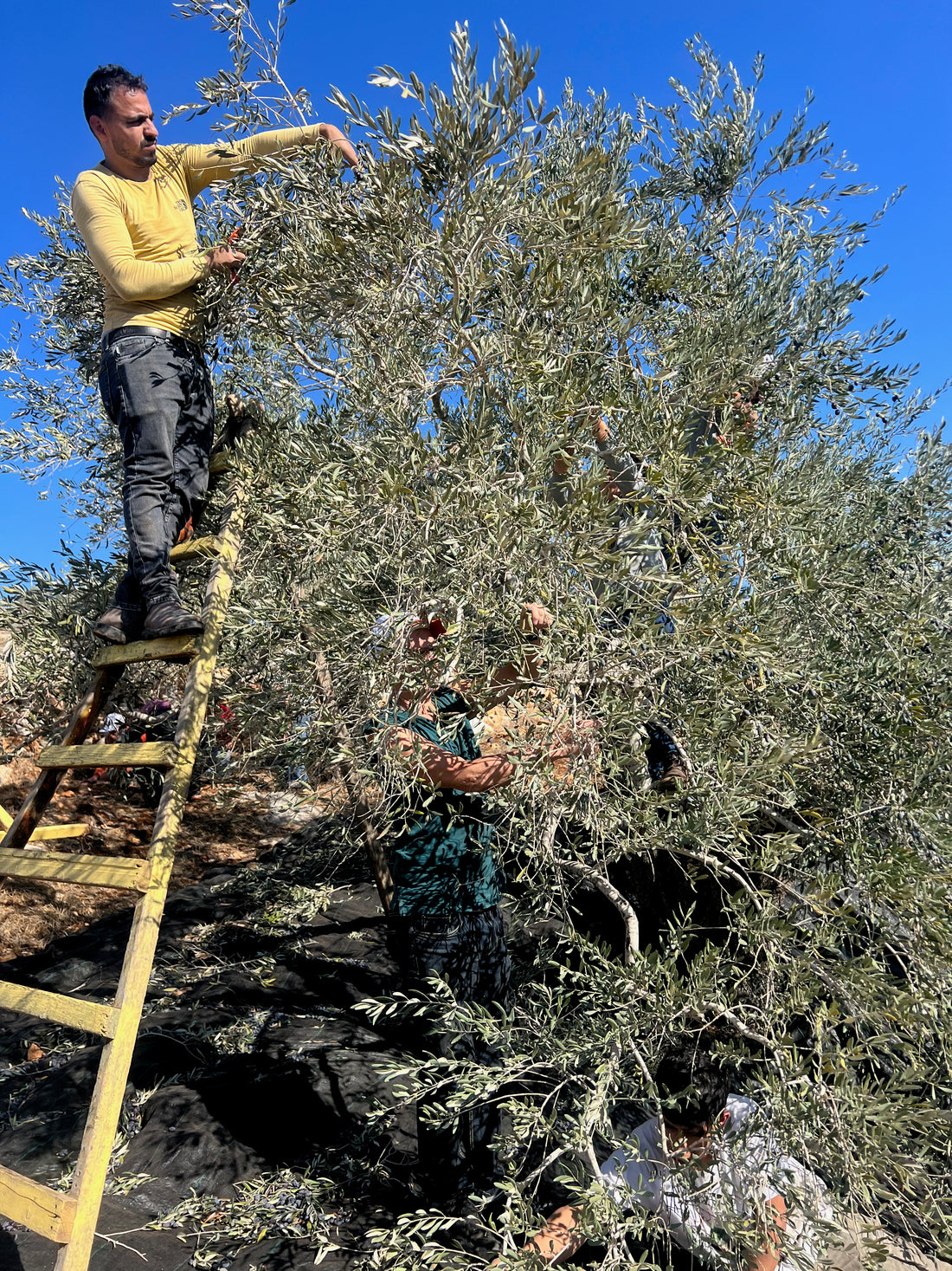 Olivoljekooperativ och nytänkande i Palestina