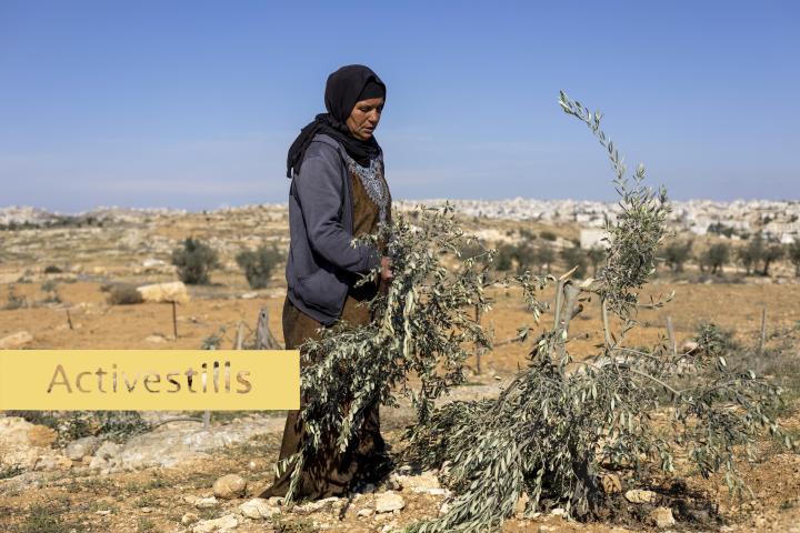 De palestinska olivböndernas största hot - bosättarna