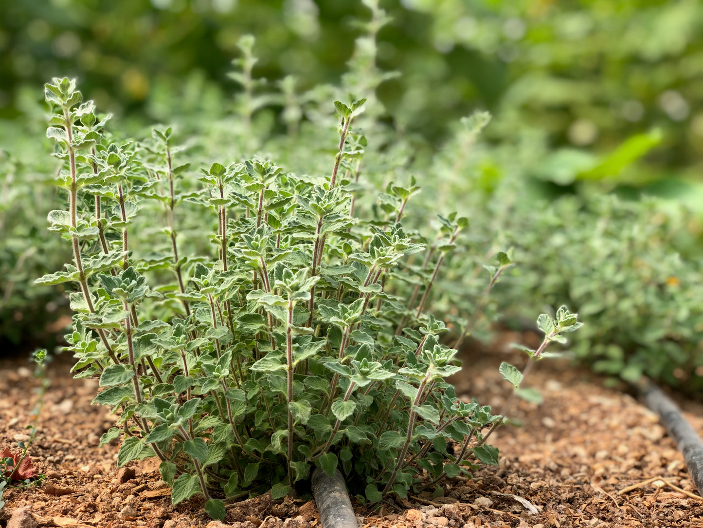 Zaatar - Palestinian spice mix